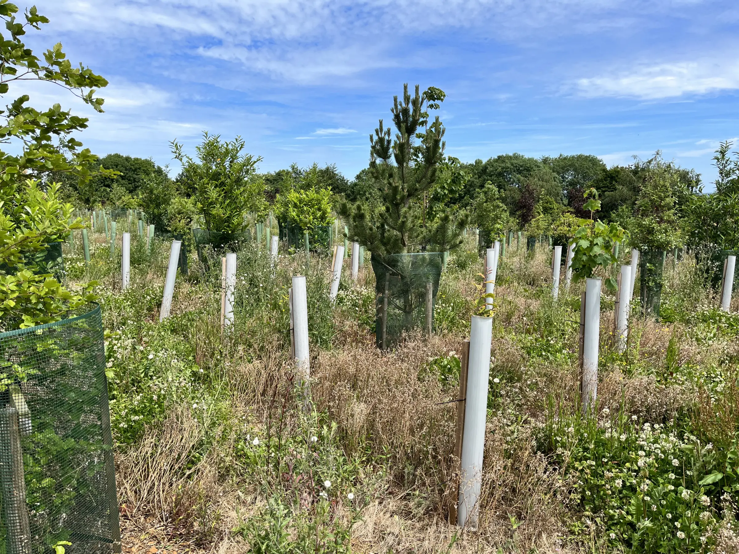 Vigilis bio tree guard field trial site showing strong sapling establishment