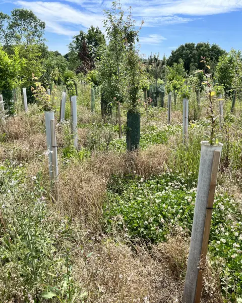 Vigilis bio tree guard field trial showing healthy sapling growth and early biodegradation of the shelter