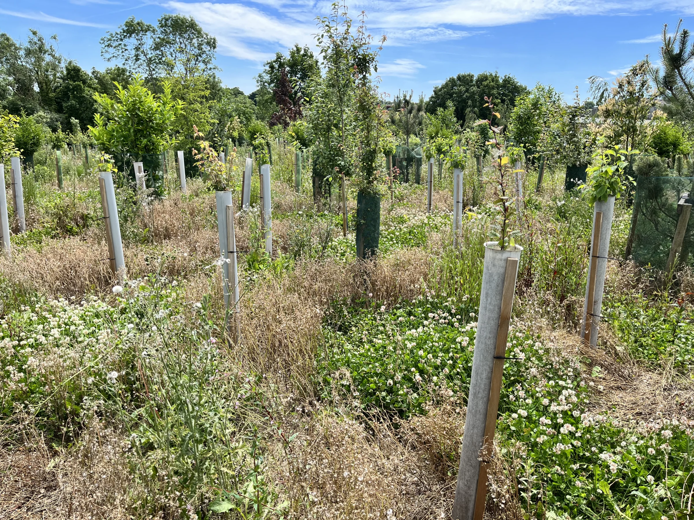 Vigilis bio tree guard field trial showing healthy sapling growth and early biodegradation of the shelter