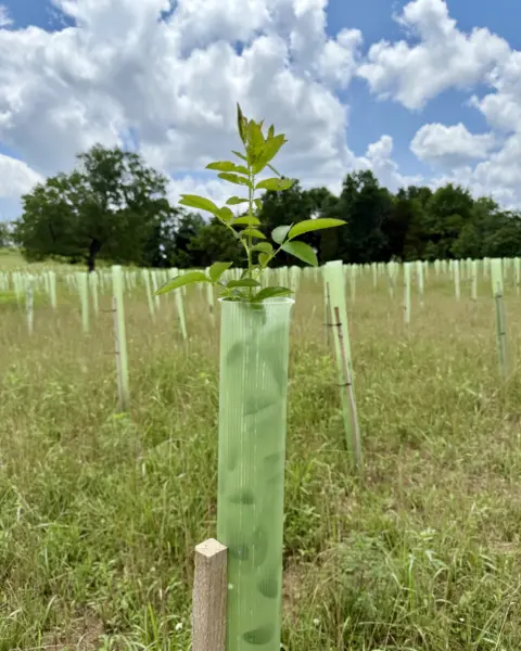 Vigilis tree guards at a Virginia planting site showing healthy growth and light transmission through shelters