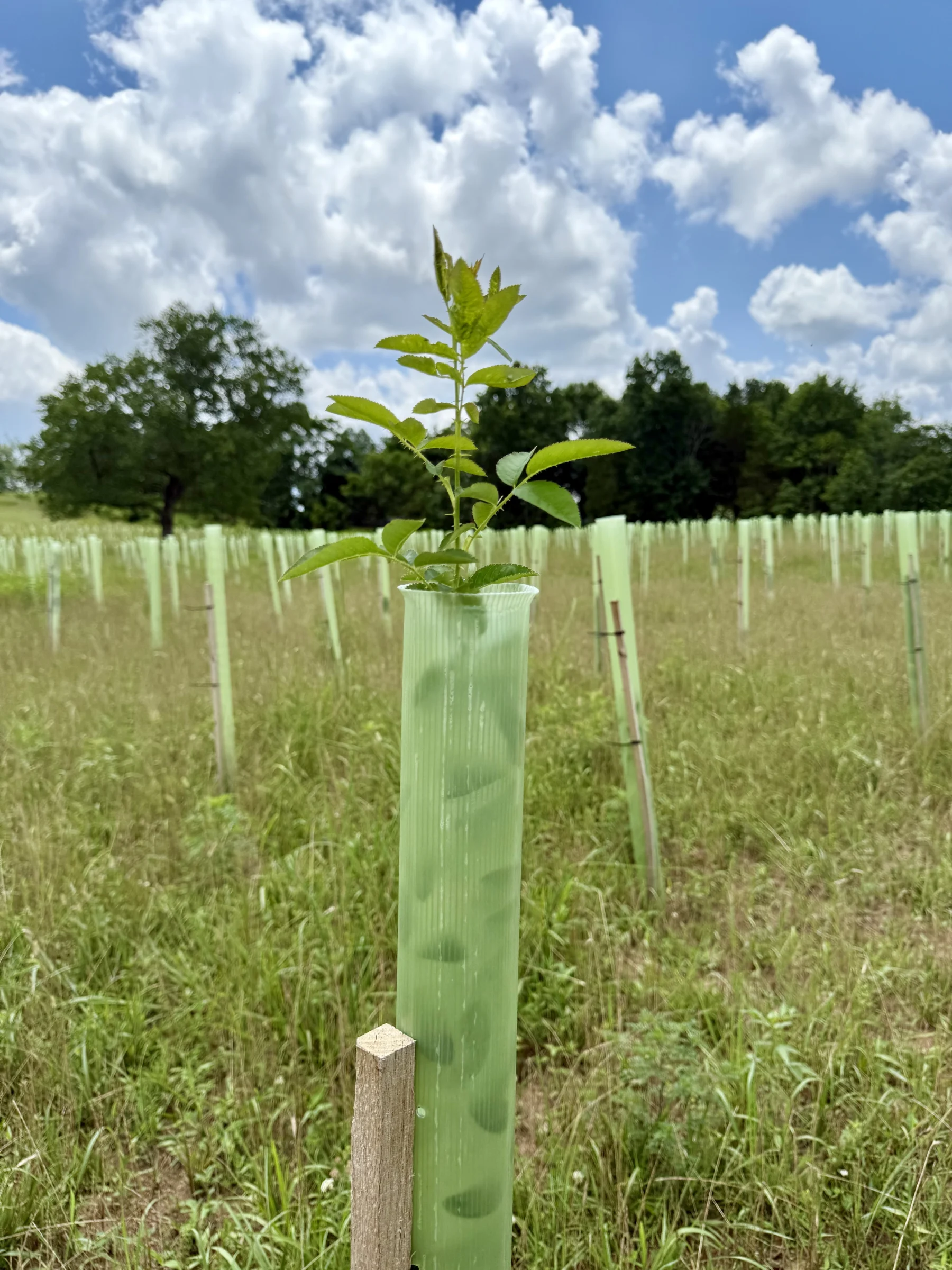 Vigilis tree guards at a Virginia planting site showing healthy growth and light transmission through shelters
