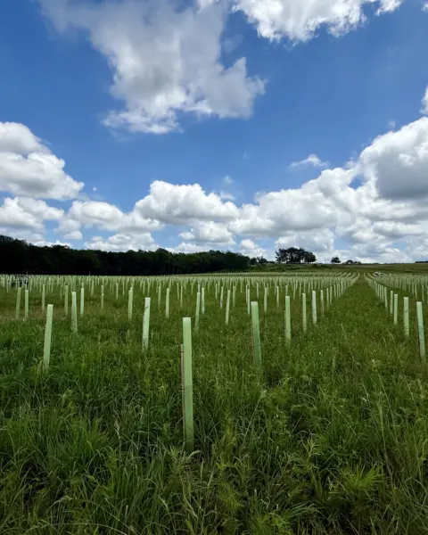 Wide-angle view of Vigilis tree guards at a Virginia planting site with strong established sapling growth