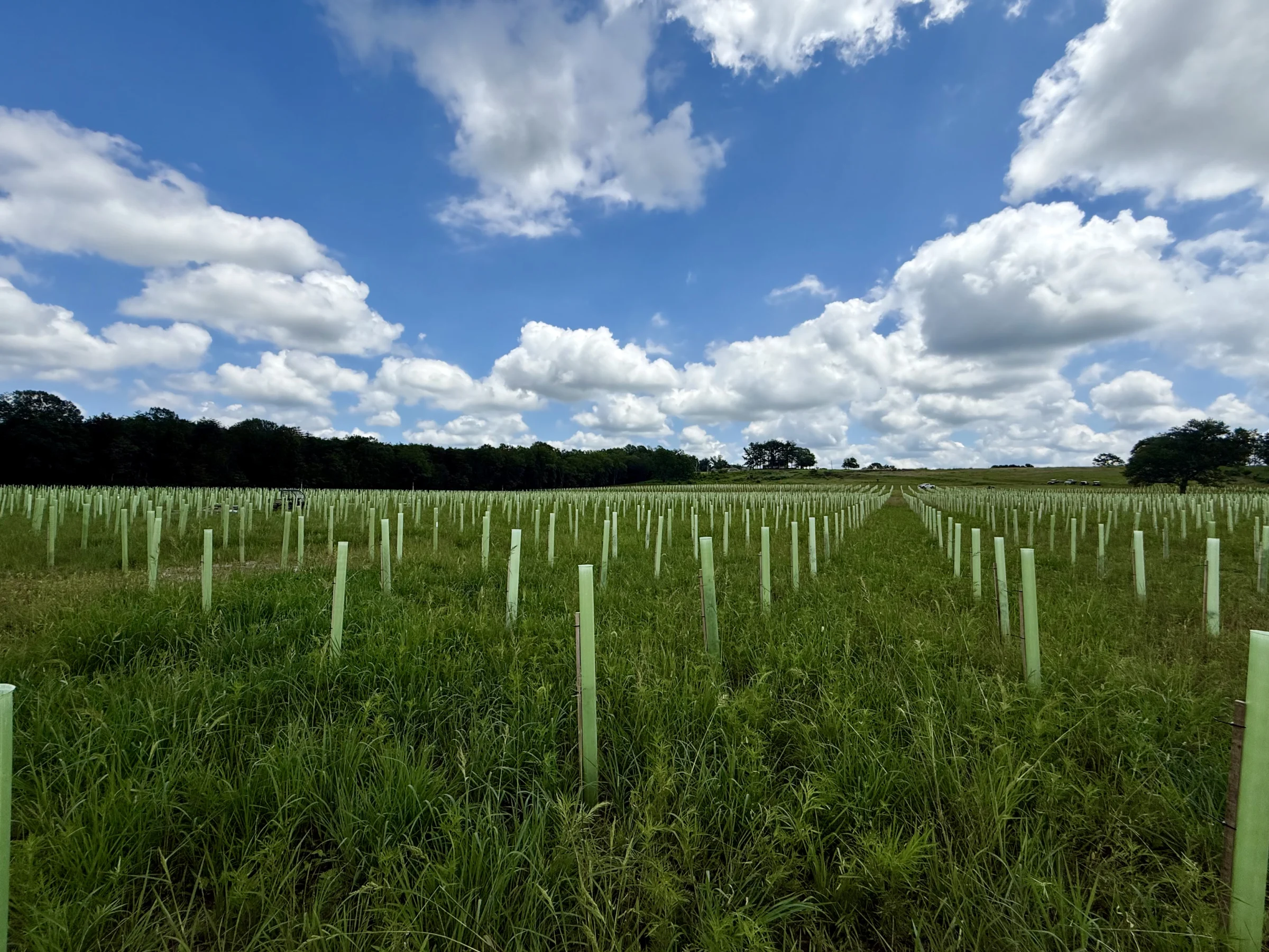 Wide-angle view of Vigilis tree guards at a Virginia planting site with strong established sapling growth