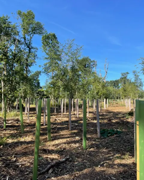 Rewilding planting site with Vigilis bio and recyclable tree guards improving a sparse woodland area