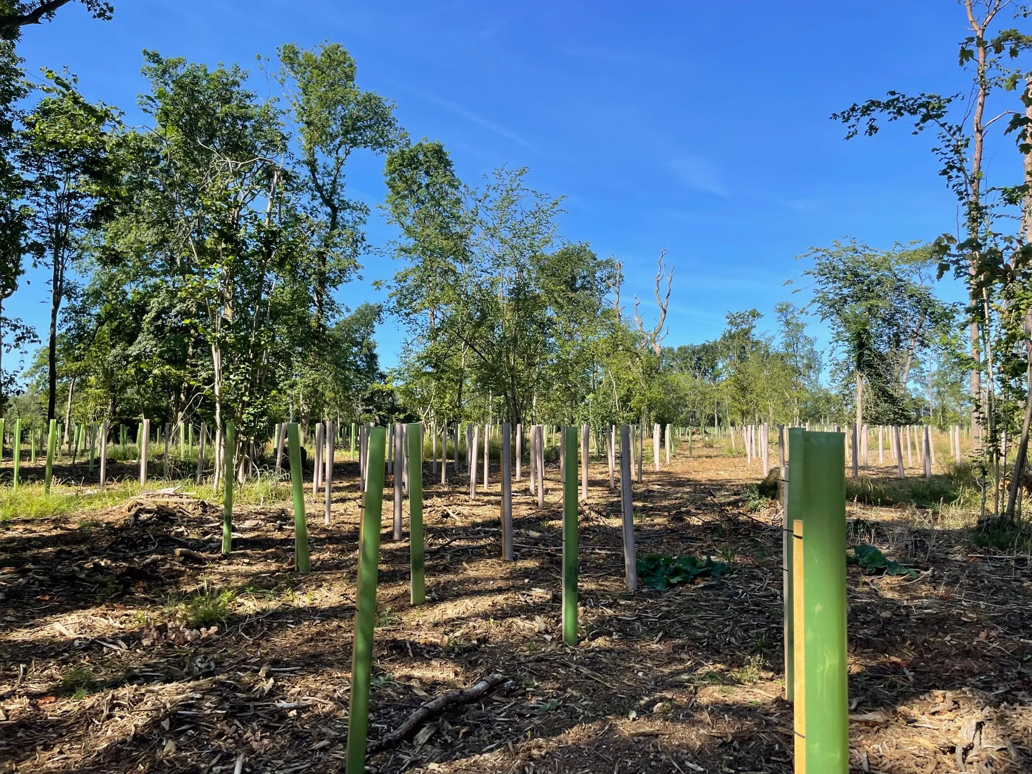 Rewilding planting site with Vigilis bio and recyclable tree guards improving a sparse woodland area