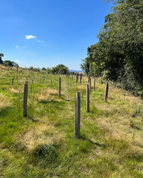 Vigilis bio tree guards installed across a rewilding site with establishing native saplings