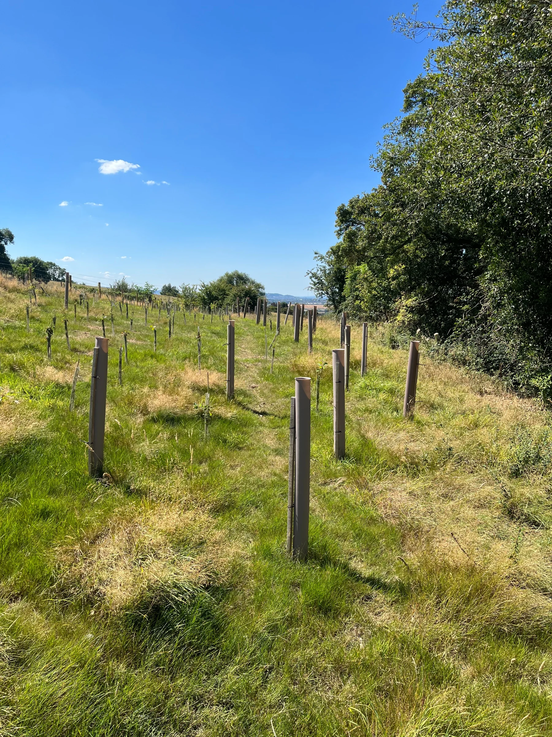 Vigilis bio tree guards installed across a rewilding site with establishing native saplings