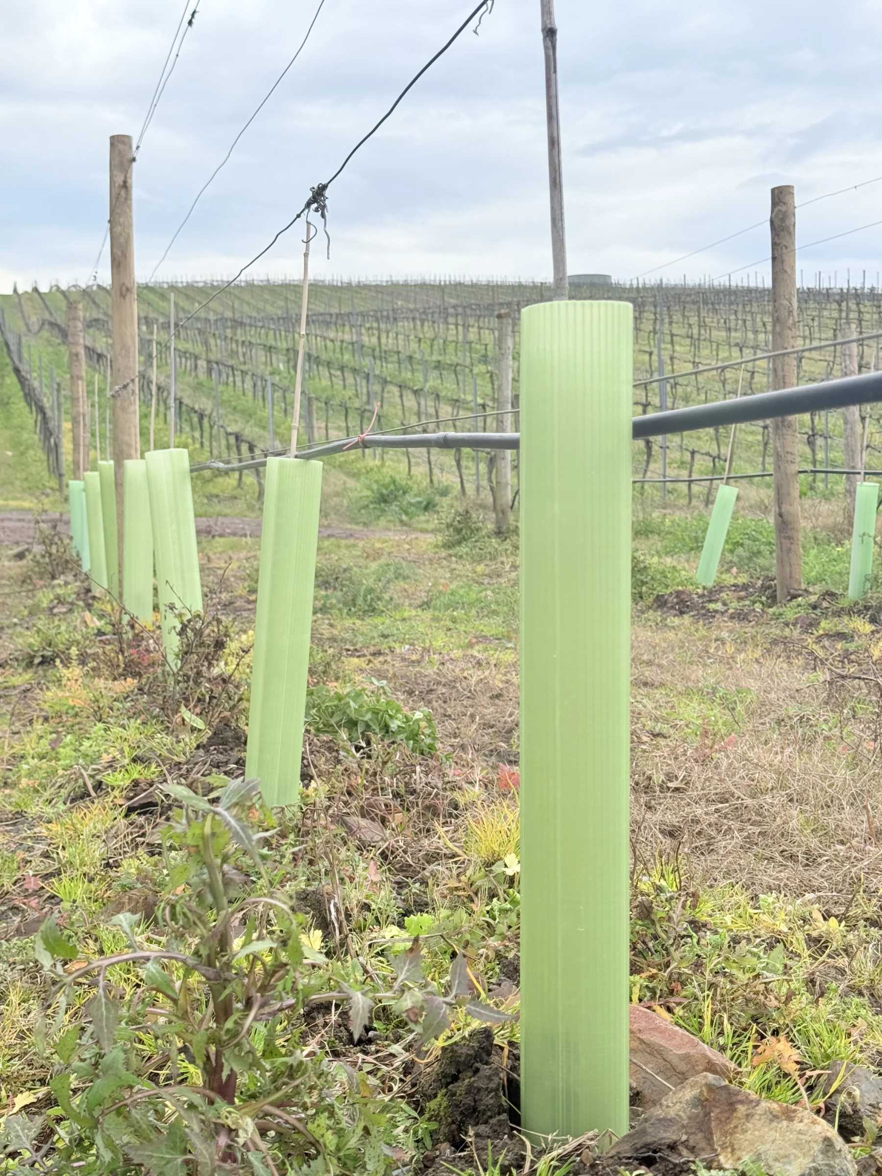 Vigilis Viti vine guard wraps installed alongside vineyard trellising in a viticulture site
