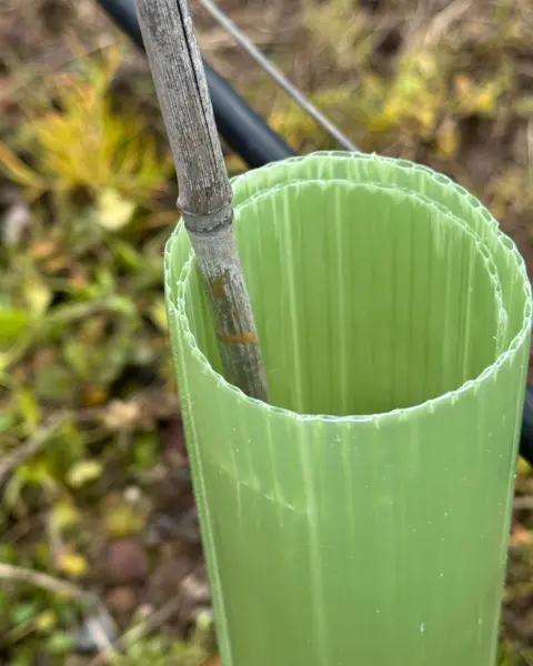 Vigilis Viti vine guard wrap with bamboo cane and vineyard wire trellising