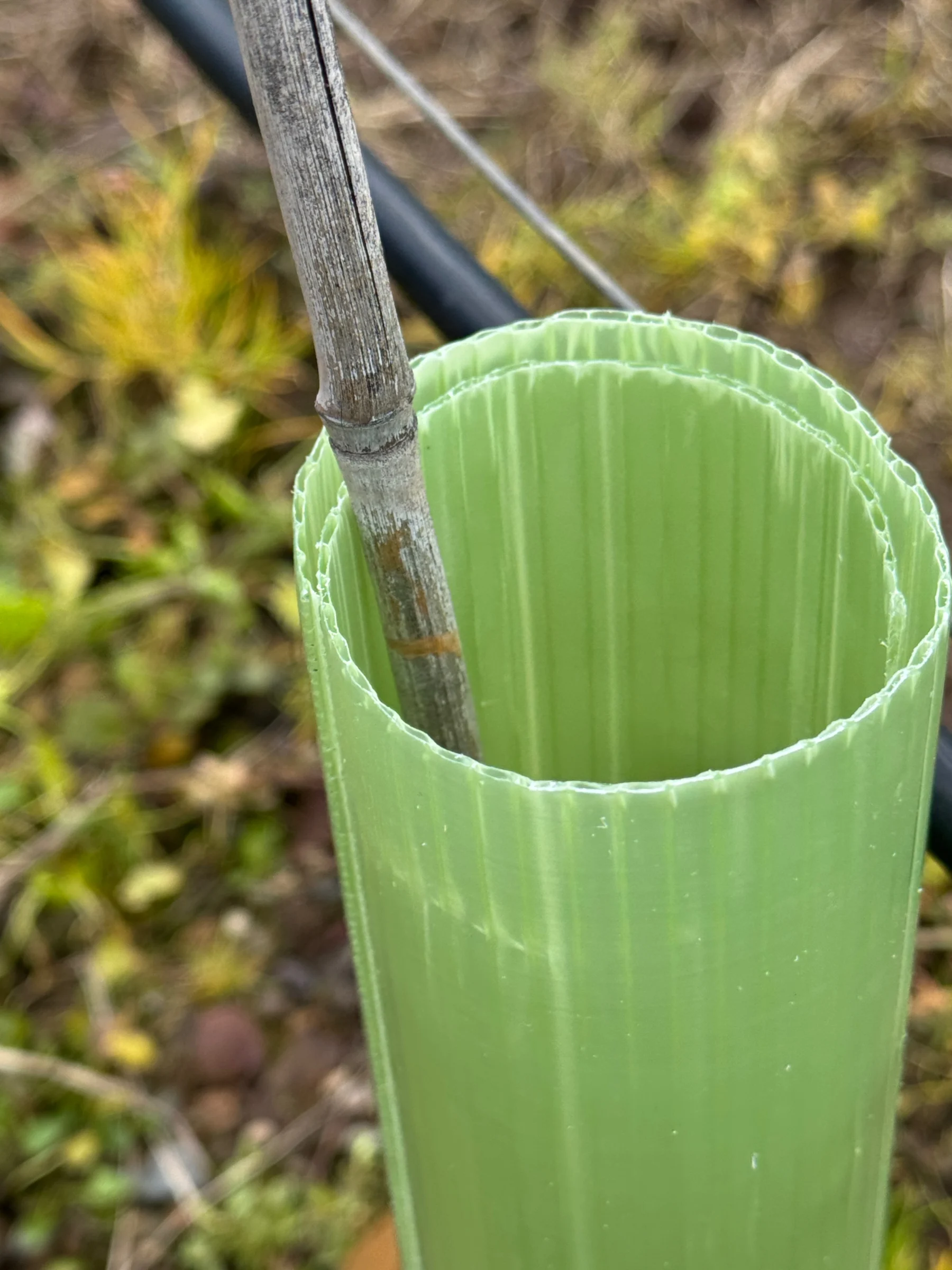 Vigilis Viti vine guard wrap with bamboo cane and vineyard wire trellising