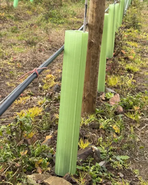 Vigilis Viti vine guard wraps installed in a vineyard row with bamboo cane support and wire trellising