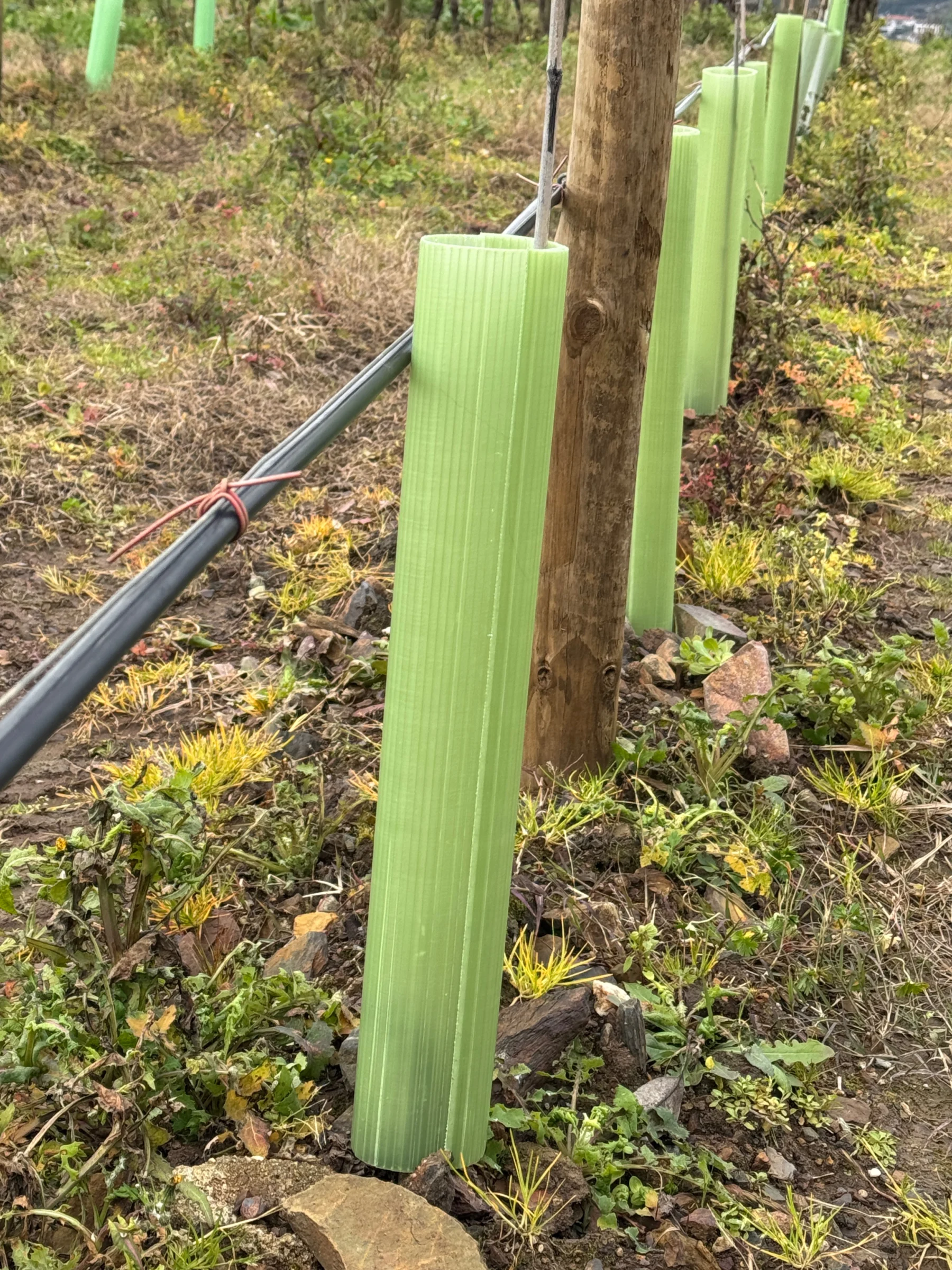 Vigilis Viti vine guard wraps installed in a vineyard row with bamboo cane support and wire trellising