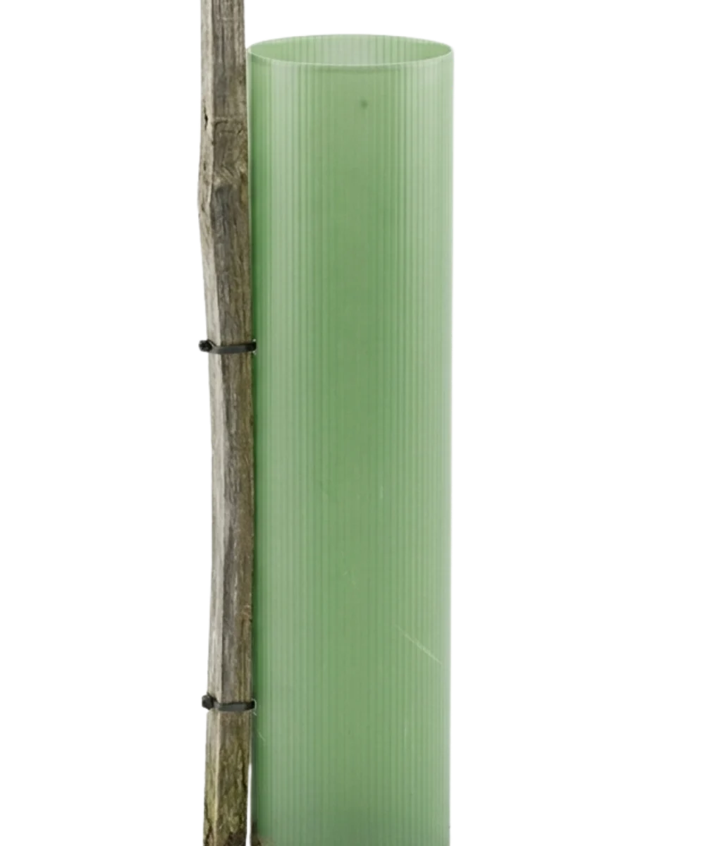 Vigilis Shrub Shelter recyclable shrub protection