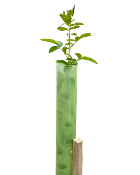 Vigilis Tree Shelter recyclable tree guard