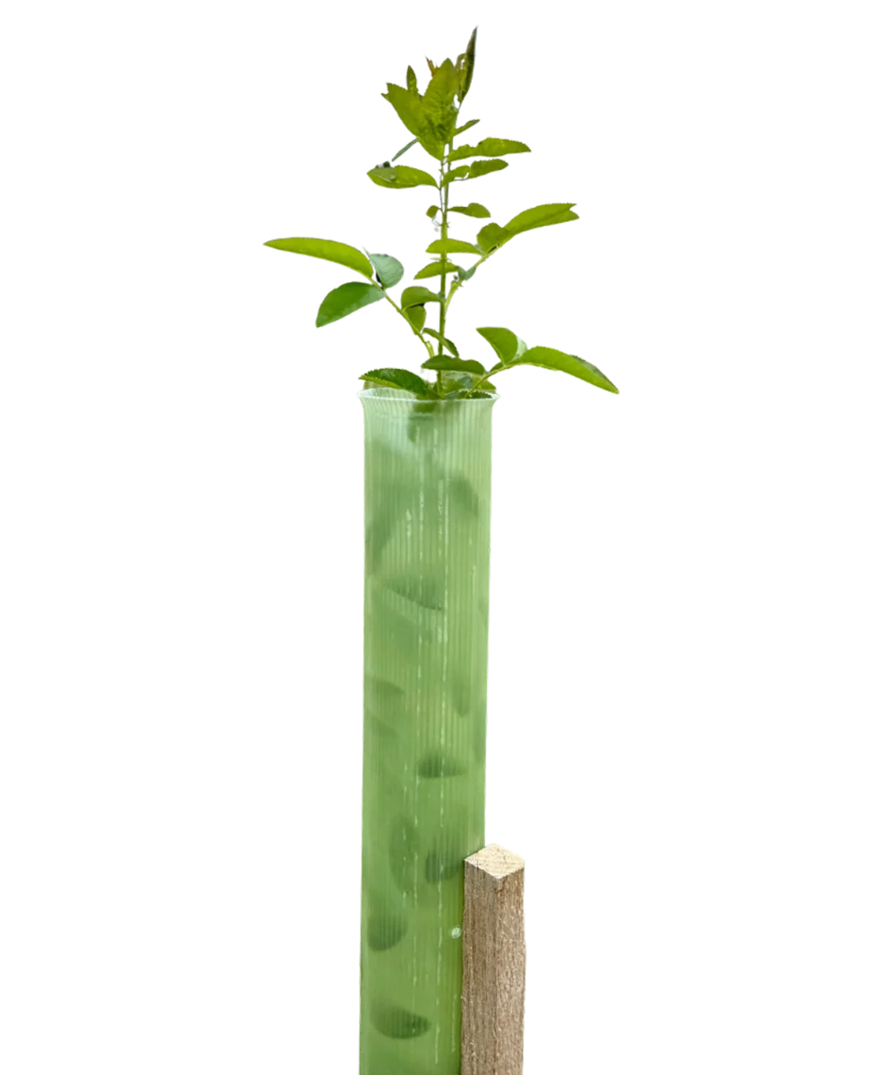 Vigilis Tree Shelter recyclable tree guard