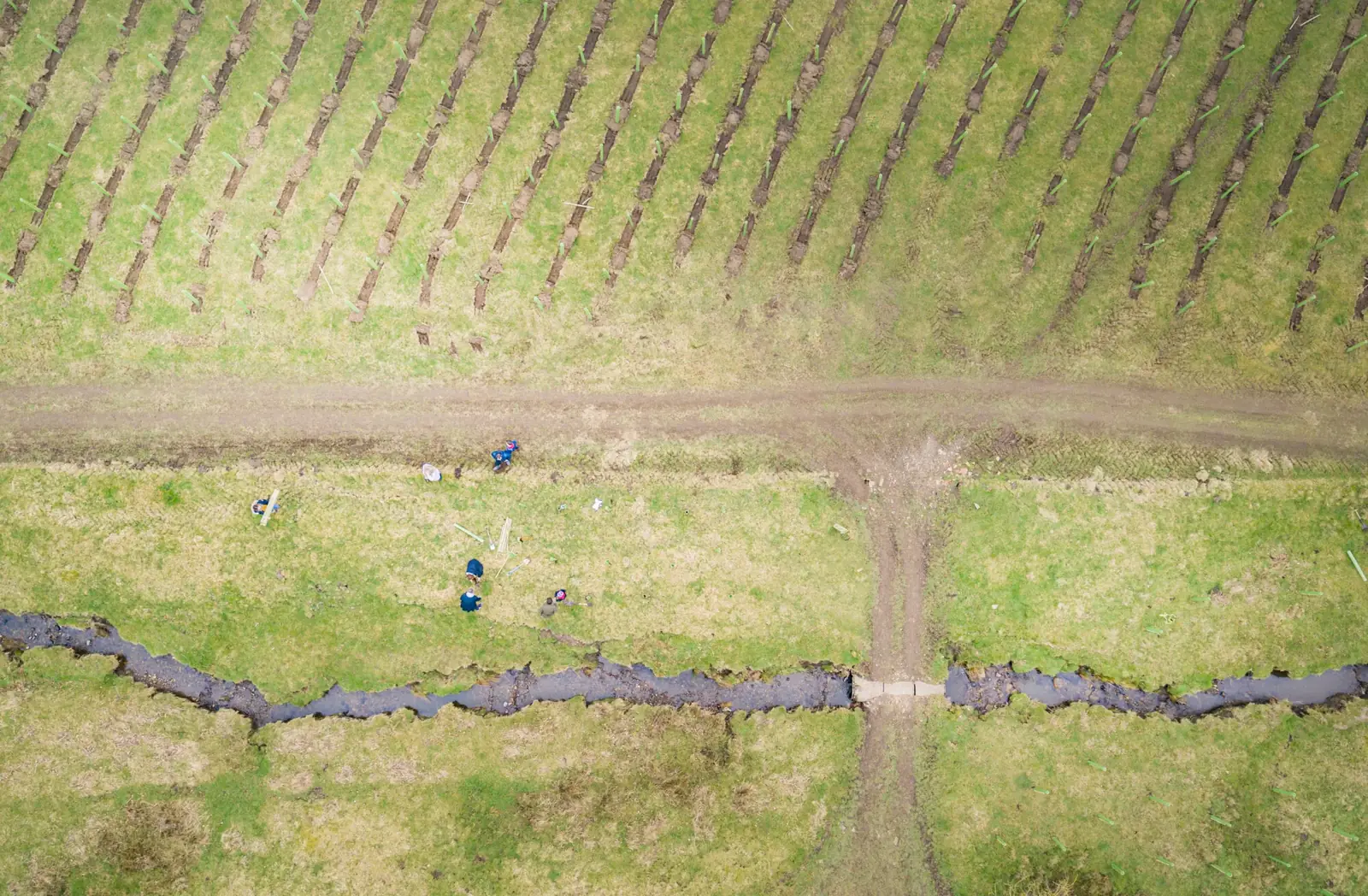 Aerial drone view of a forestry planting site