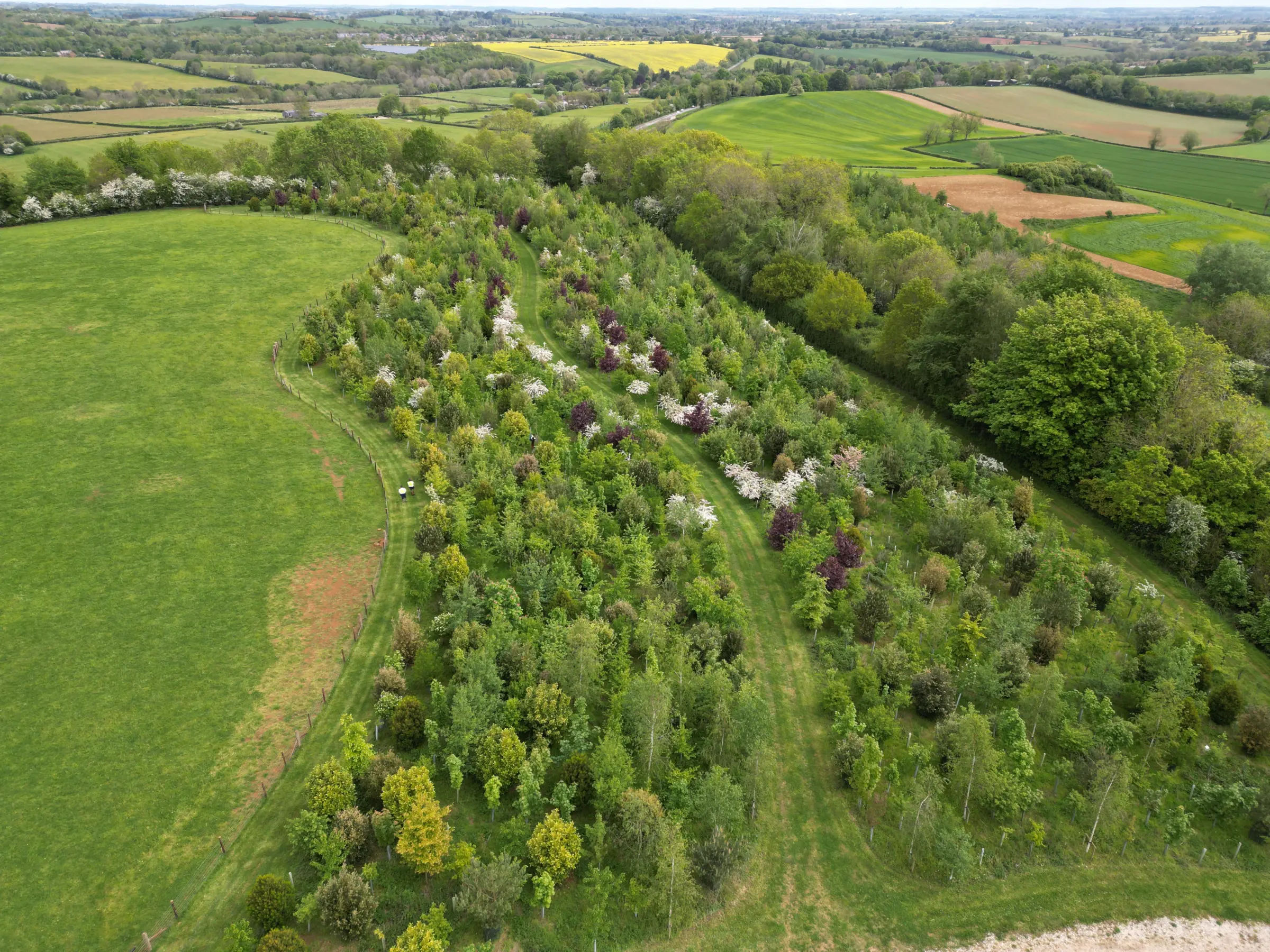Vigilis bio tree guard field trial site showing fully established tree growth above the shelters