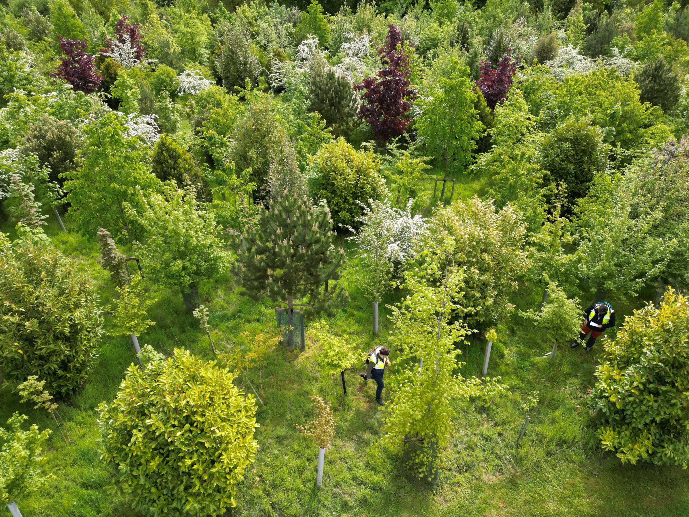 Vigilis Bio installed for Forestry project
