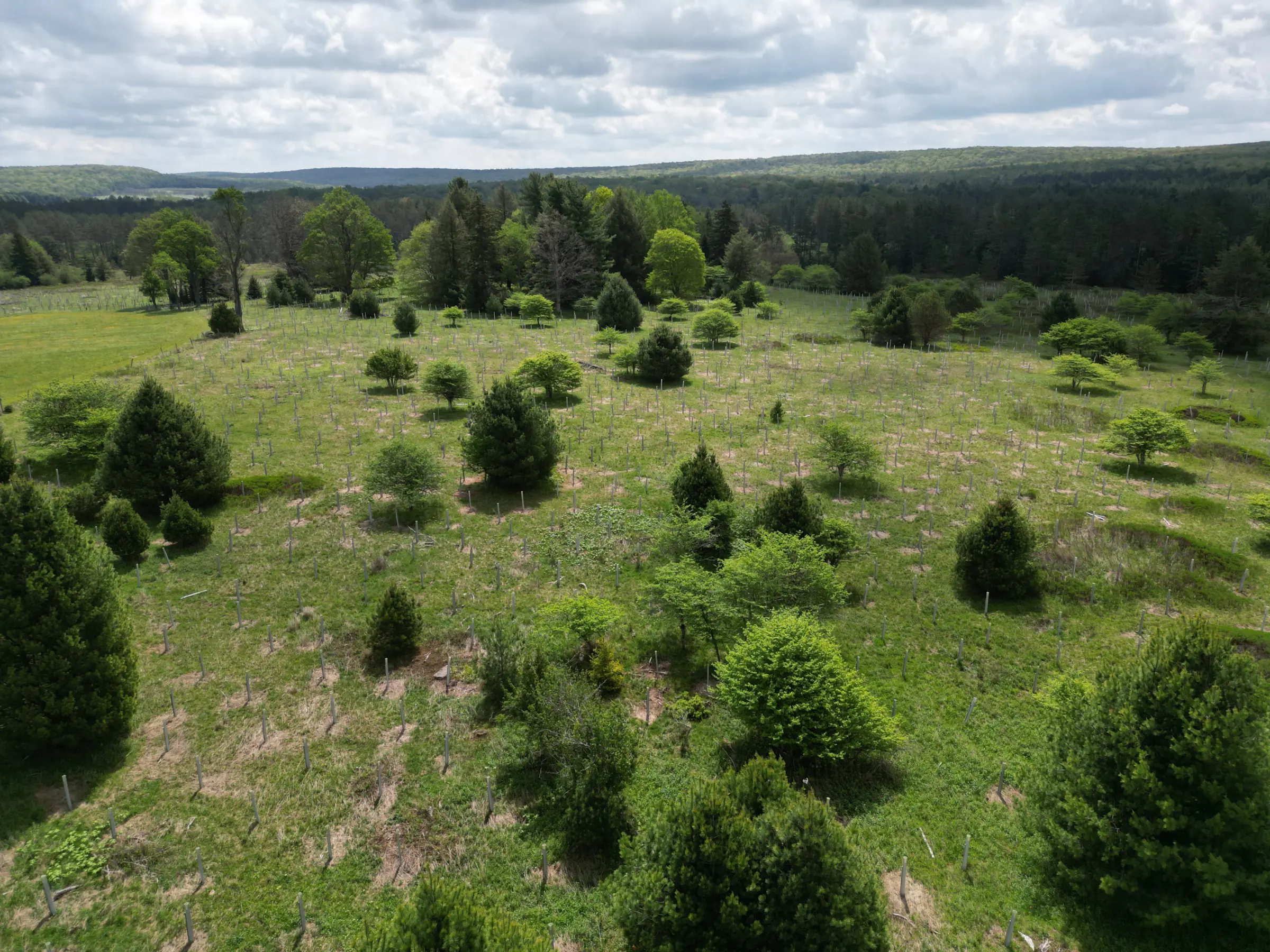 Tree Guard Conservation Project Maryland USA