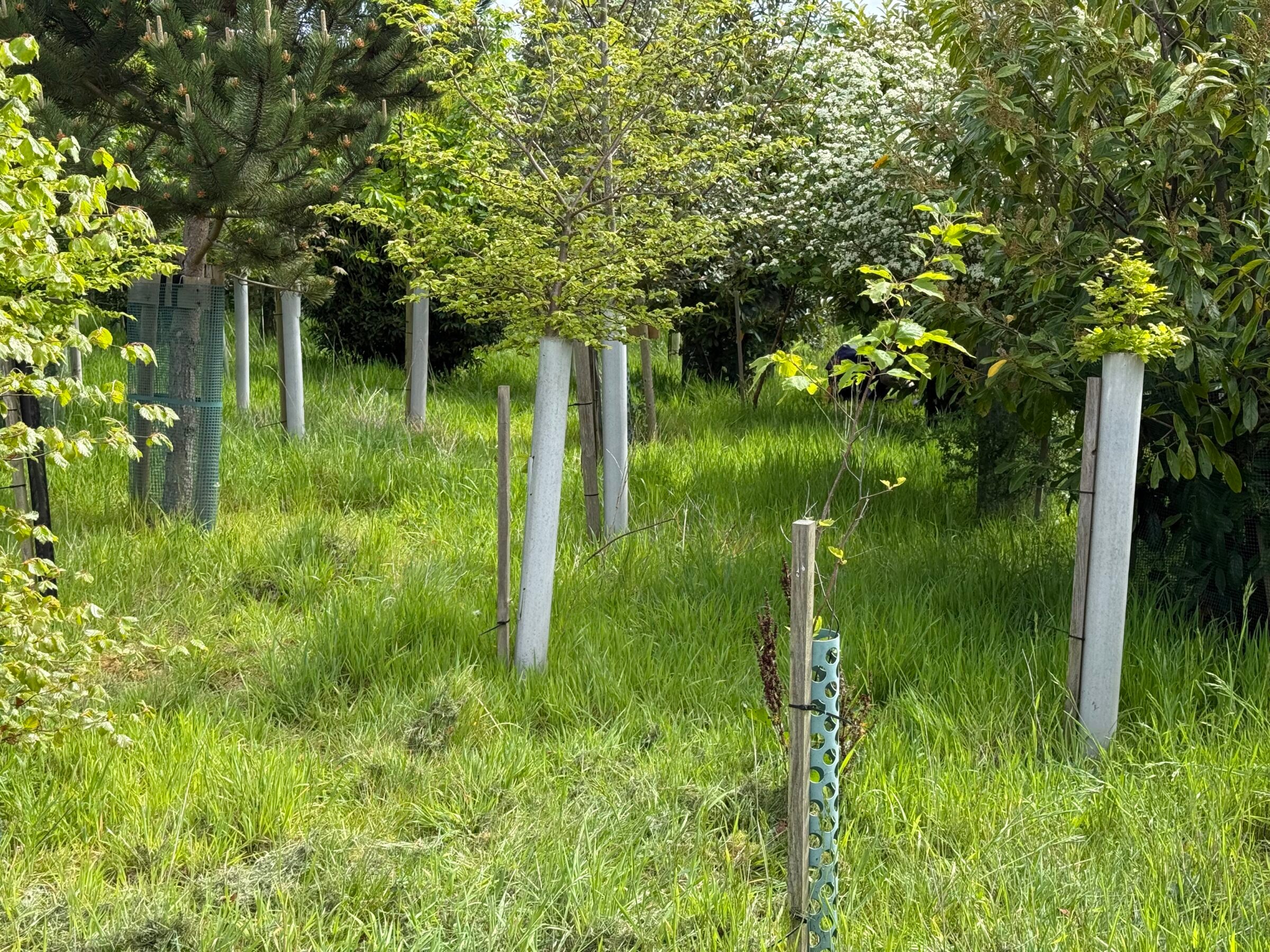 Vigilis Bio Trial Site 5 Year Milestone