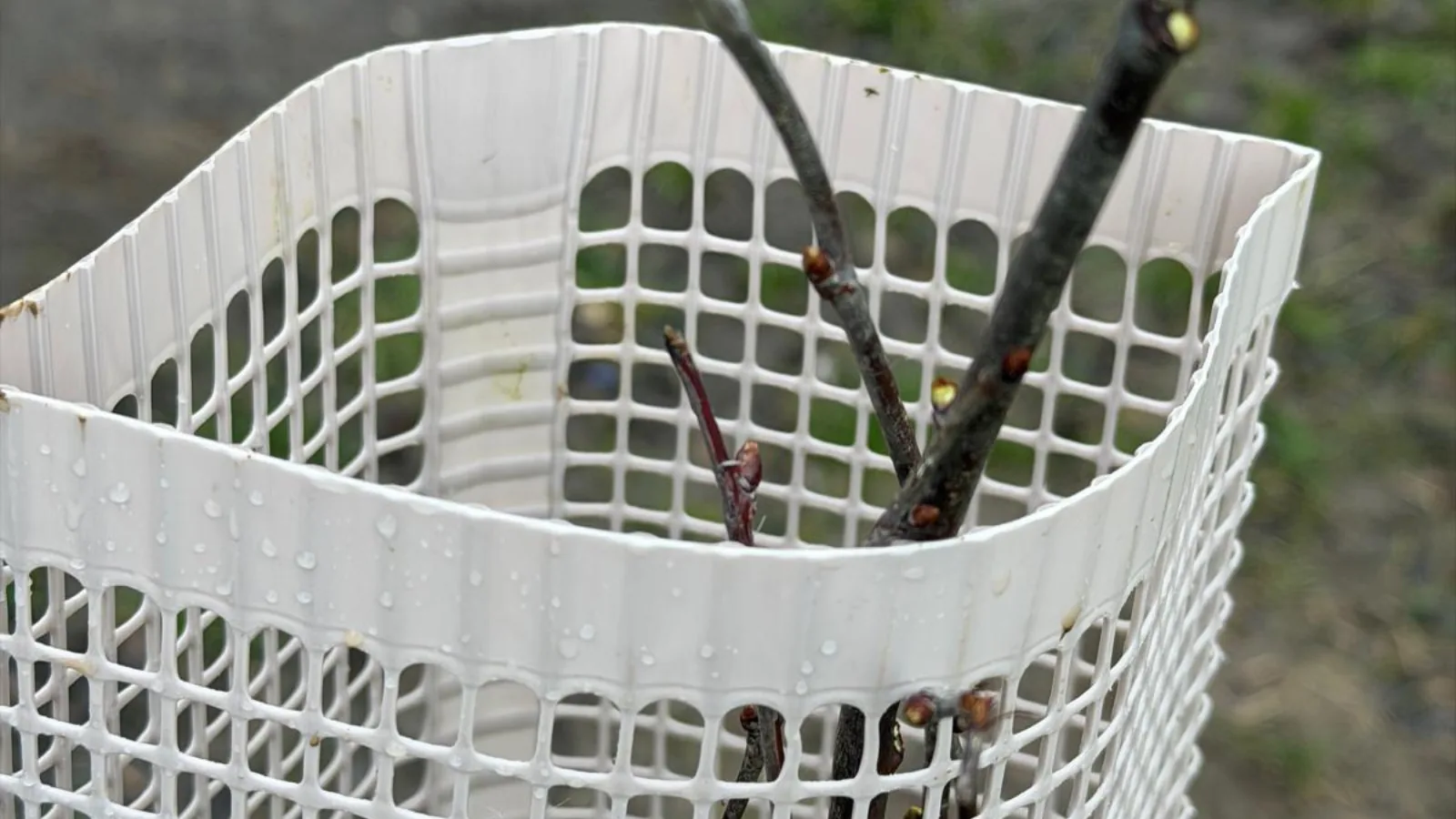 biodegradable mesh guard