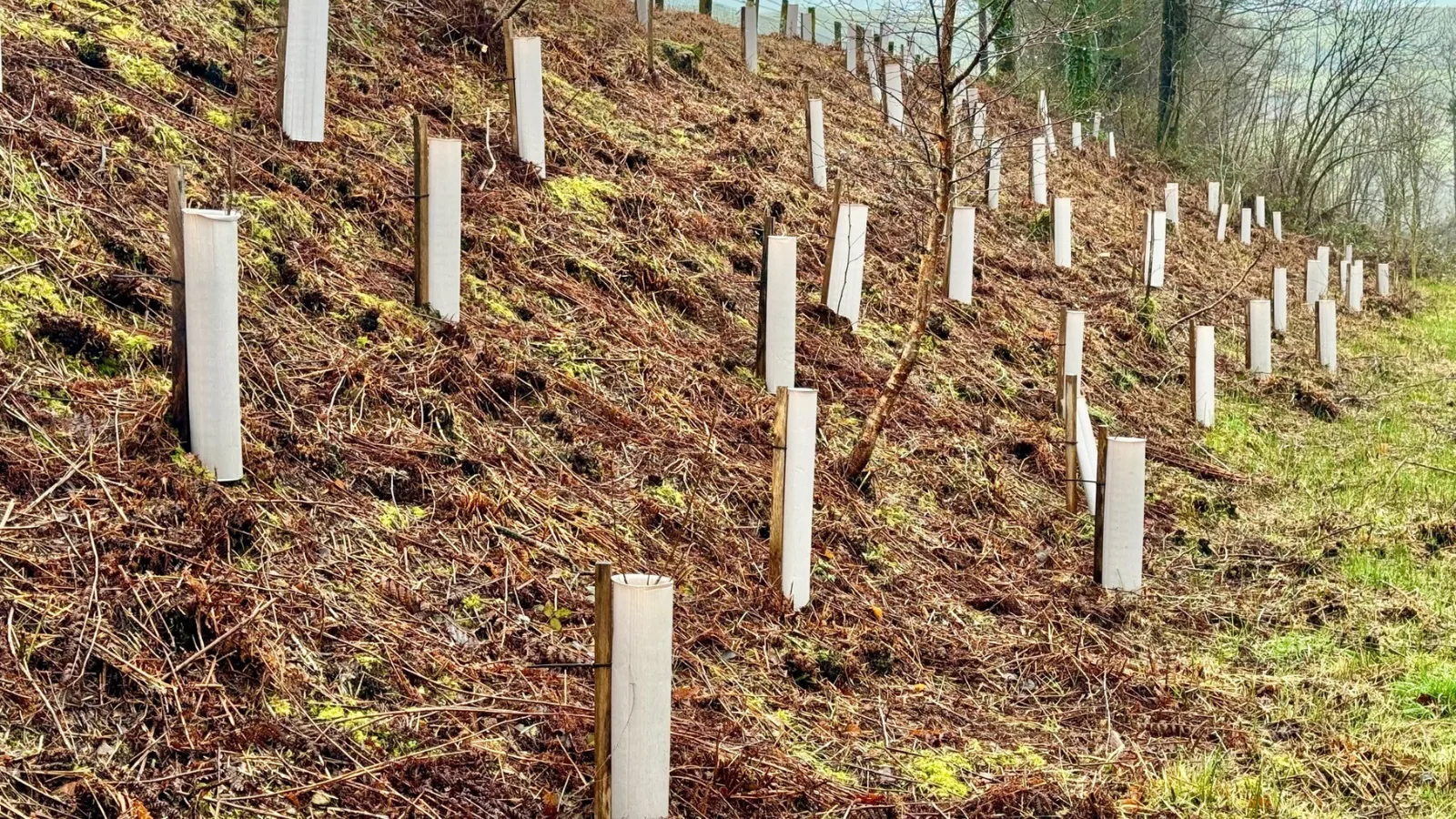 Vigilis Shrub Shelter — shrub shelters