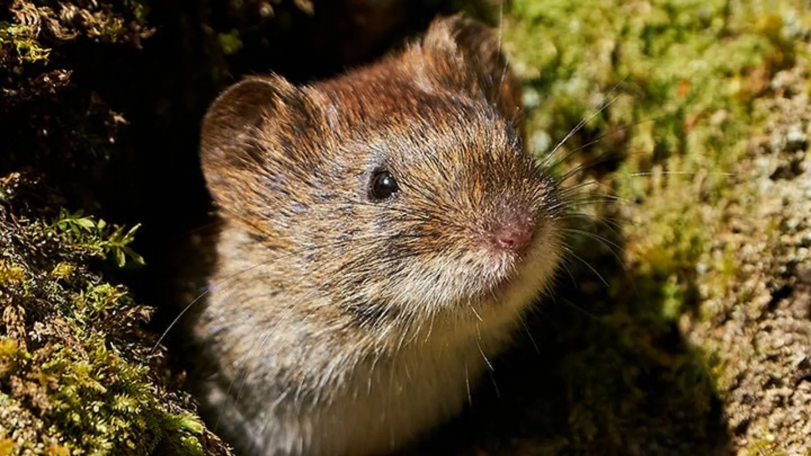 Vigilis Voleguard — vole guards
